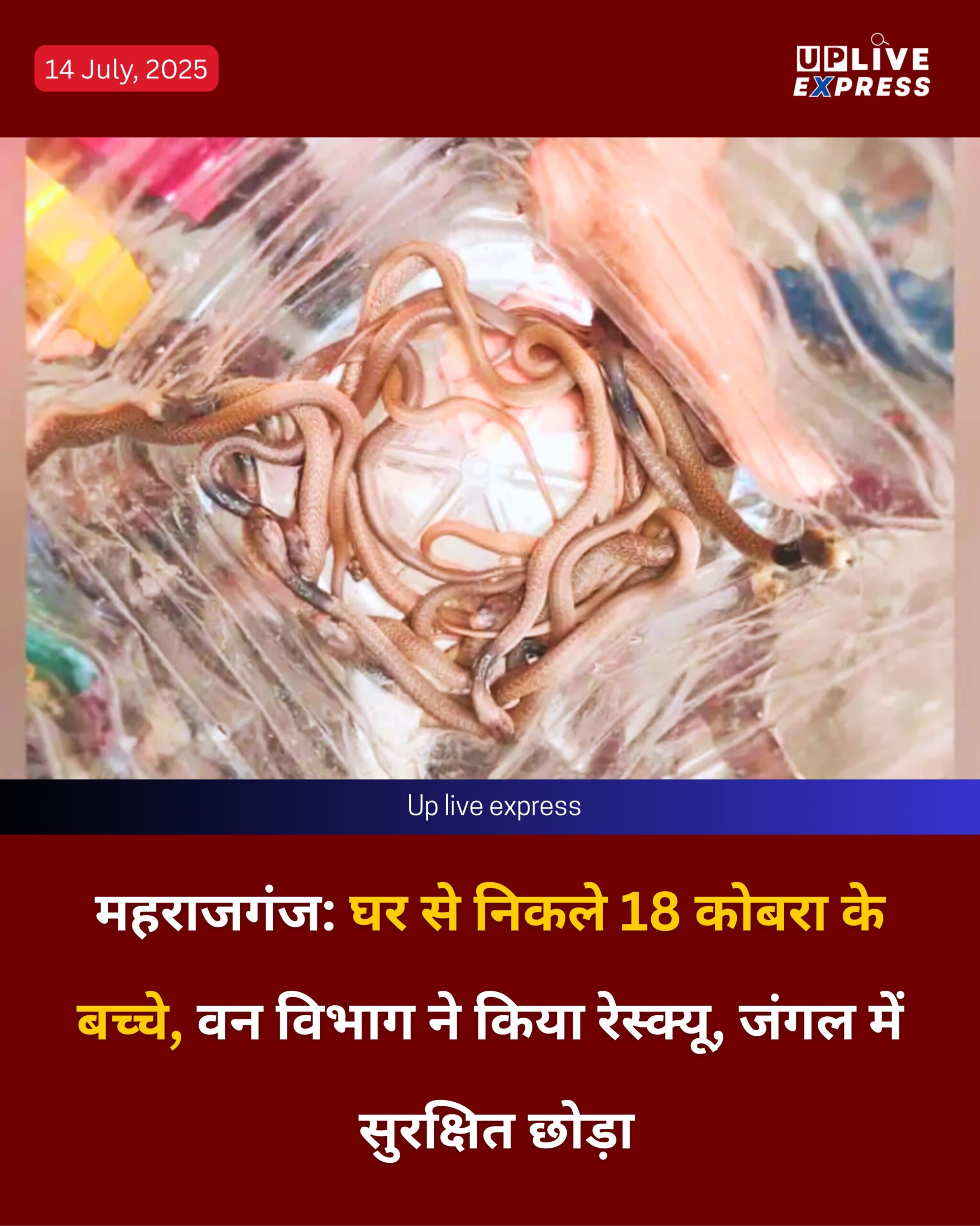 महराजगंज: घर से निकले 18 कोबरा के बच्चे, वन विभाग ने किया रेस्क्यू, जंगल में सुरक्षित छोड़ा :