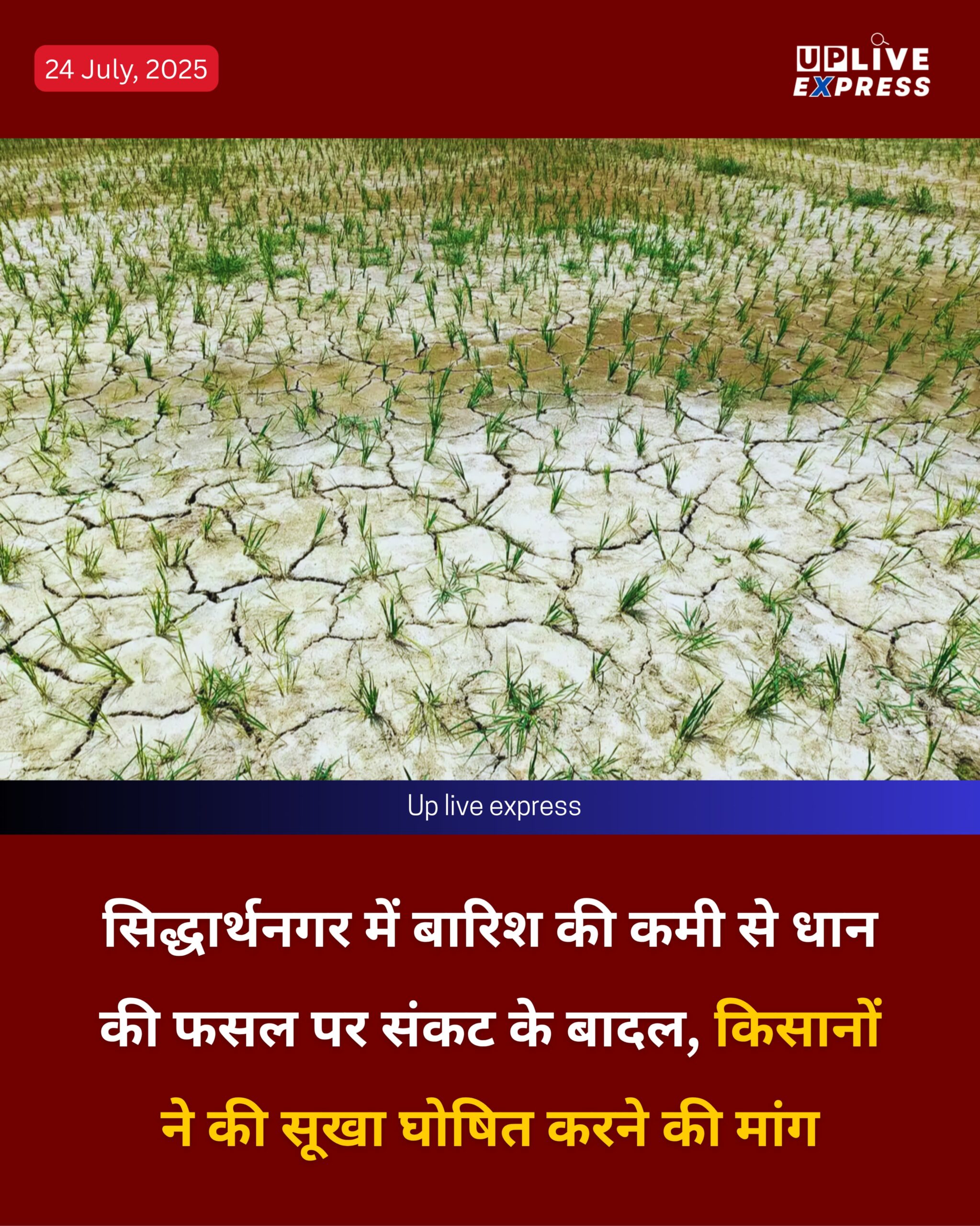 सिद्धार्थनगर में बारिश की कमी से धान की फसल पर संकट के बादल, किसानों ने की सूखा घोषित करने की मांग :