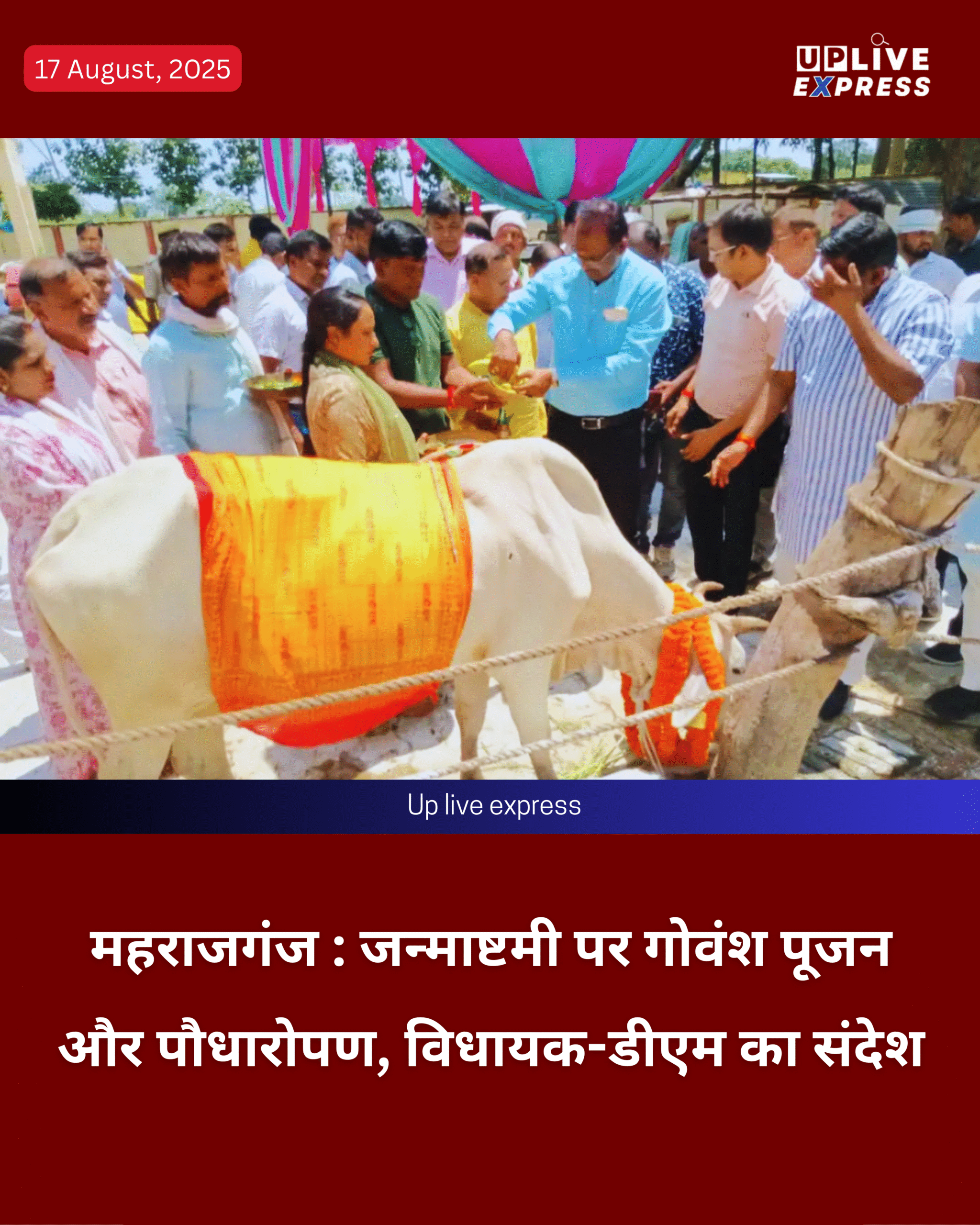 जन्माष्टमी पर गोवंश पूजन और पौधारोपण, महराजगंज में विधायक-डीएम ने दिया सांस्कृतिक एकता व पर्यावरण संरक्षण का संदेश :